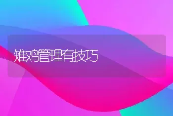 雉鸡管理有技巧