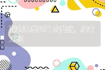 猪皮肤病图片及病症、治疗方案