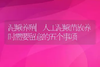 泥鳅养殖|人工泥鳅苗放养时需要留意的五个事项