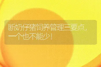 断奶仔猪饲养管理三要点，一个也不能少！