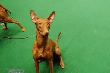 法老王猎犬怎么护理毛发 法老王猎犬毛发护理方法