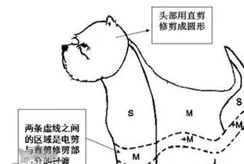 西高地白梗怎么修毛 西高地白梗修剪毛发教程详解