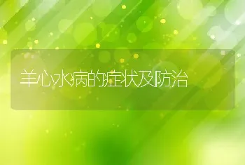 羊心水病的症状及防治