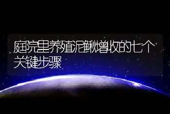 庭院里养殖泥鳅增收的七个关键步骤