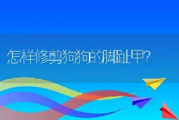 怎样修剪狗狗的脚趾甲？