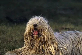 如何给可蒙犬剪指甲 可蒙犬剪指甲步骤流程