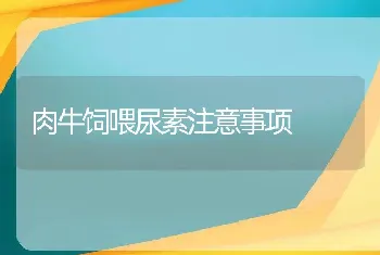 肉牛饲喂尿素注意事项