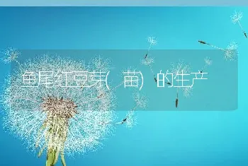 鱼尾红豆芽(苗)的生产