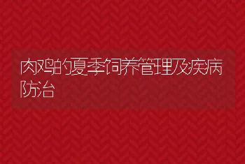 肉鸡的夏季饲养管理及疾病防治