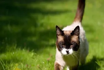 如何预防猫咪中暑