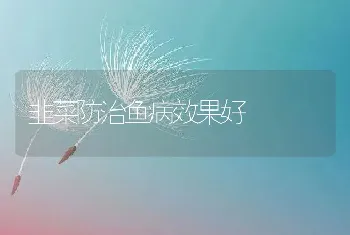 韭菜防治鱼病效果好