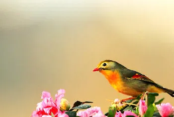 如何饲养红嘴相思鸟