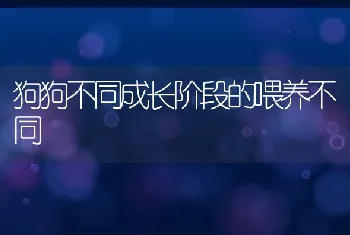 狗狗不同成长阶段的喂养不同