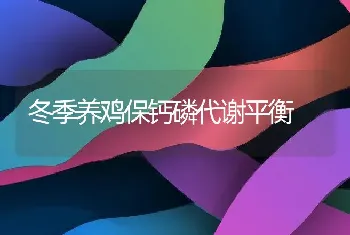 冬季养鸡保钙磷代谢平衡