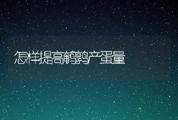 怎样提高鹌鹑产蛋量