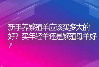 新手养繁殖羊应该买多大的好？买年轻羊还是繁殖母羊好？