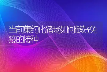 当前集约化猪场如何做好免疫的接种