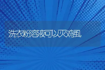 洗衣粉溶液可以灭鸡虱