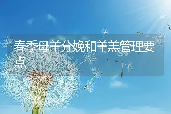 春季母羊分娩和羊羔管理要点