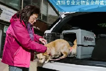 七条安全贴士，送给带宠物乘车的你