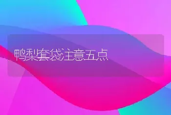 鸭梨套袋注意五点