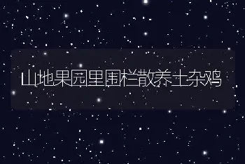 山地果园里围栏散养土杂鸡