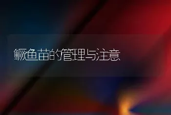 鳜鱼苗的管理与注意