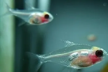 如何控制水族箱的病原微生物