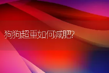 狗狗超重如何减肥?