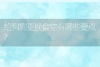 给狗狗更换食物有哪些要点?