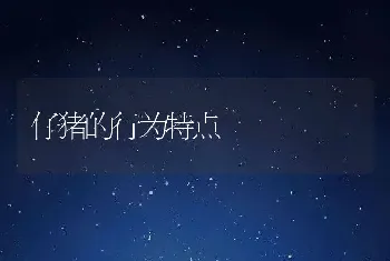 仔猪的行为特点