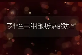 罗非鱼三种相似疾病的防治