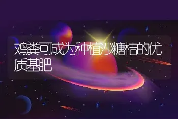 鸡粪可成为种植沙糖桔的优质基肥