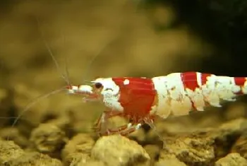 水晶虾怎么喂食