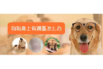 狗狗身上有跳蚤怎么办