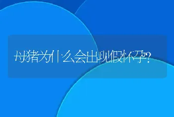 母猪为什么会出现假怀孕？