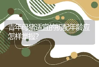 青年母猪适宜的初配年龄应怎样掌握？