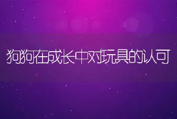 狗狗在成长中对玩具的认可