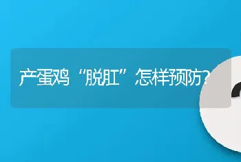 产蛋鸡“脱肛”怎样预防？