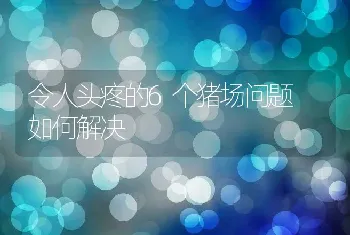 令人头疼的6个猪场问题 如何解决