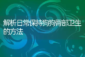 解析日常保持狗狗臀部卫生的方法