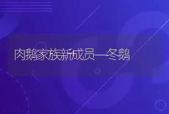 肉鹅家族新成员―冬鹅