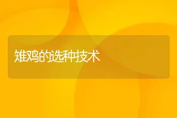 雉鸡的选种技术