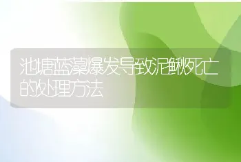 池塘蓝藻爆发导致泥鳅死亡的处理方法