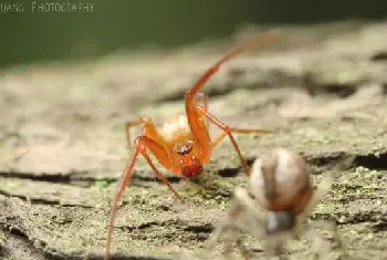 [蜘蛛图片]大话西游里的蜘蛛精