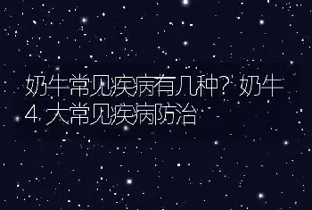 奶牛常见疾病有几种？奶牛4大常见疾病防治