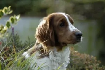 威尔士跳猎犬怎么清洁眼屎 威尔士跳猎犬眼屎清洁方法