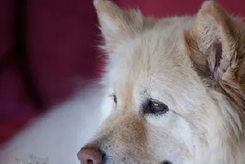 芬兰拉普猎犬怎么剪指甲 芬兰拉普猎犬剪指甲步骤