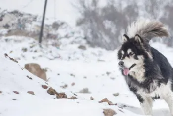 阿拉斯加吃什么牌子的狗粮好 阿拉斯加犬狗粮选择推荐