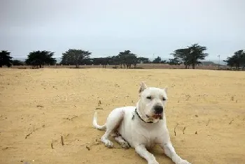 杜高犬怎么护理耳朵 杜高犬耳朵清洁方法